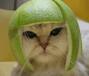 Funny-Cat-Green-Avacado-798184